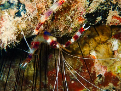 Banded Cleaner Shrimp
