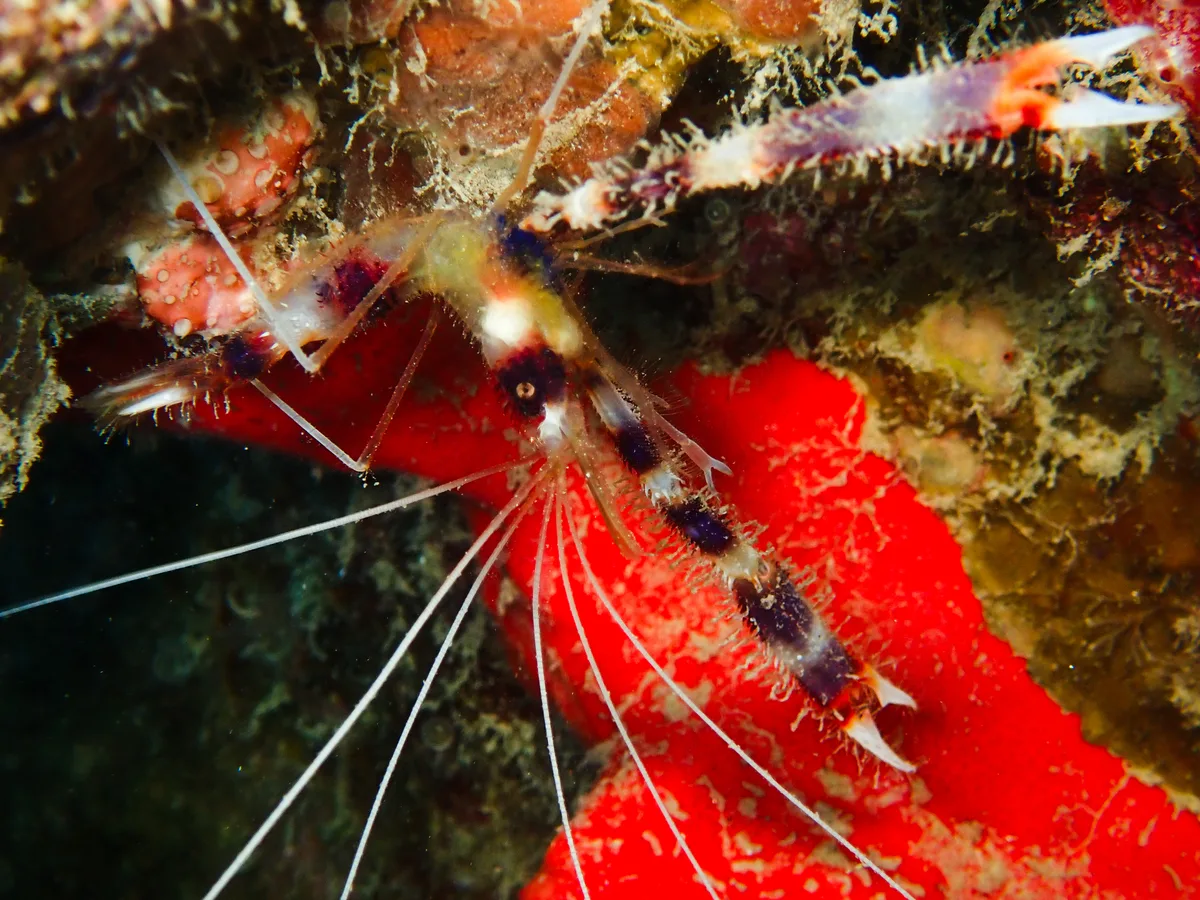 Banded Cleaner Shrimp