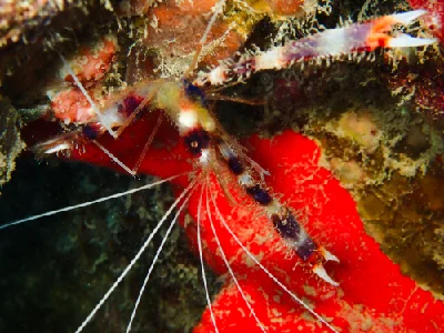 Banded Cleaner Shrimp