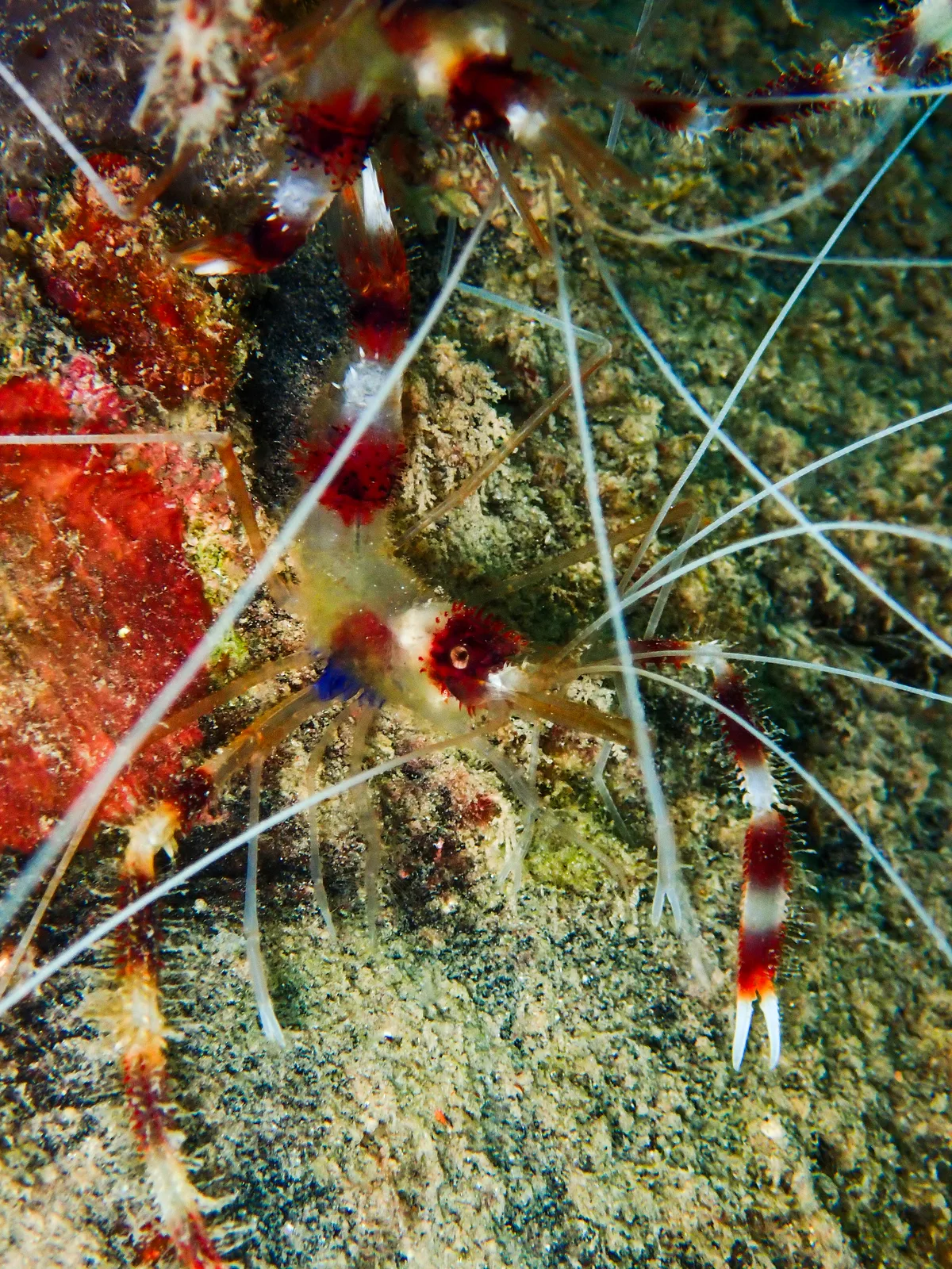 Banded Cleaner Shrimp