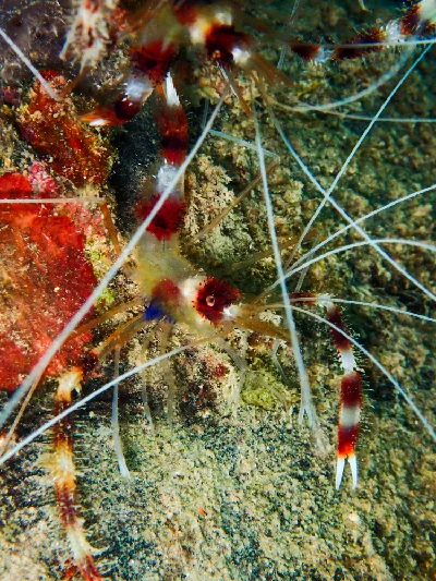 Banded Cleaner Shrimp