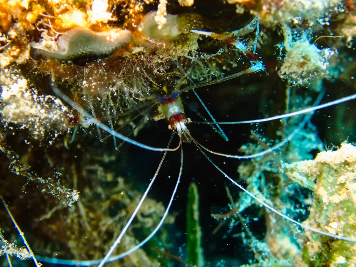 Banded Cleaner Shrimp