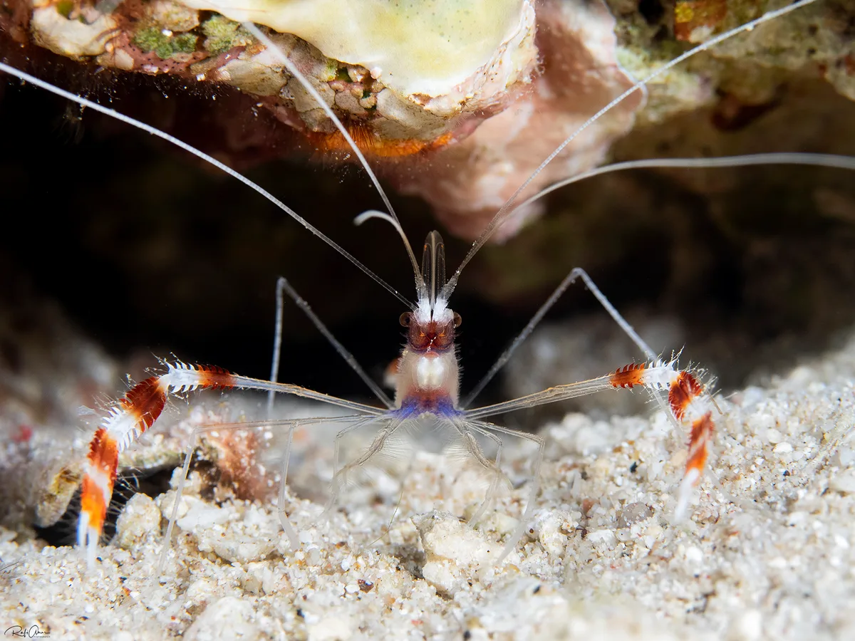 Banded Cleaner Shrimp