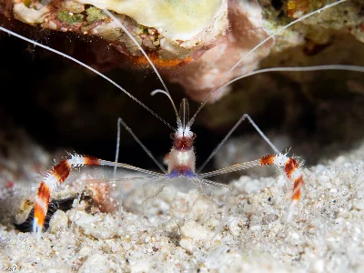 Banded Cleaner Shrimp