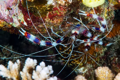 Banded Cleaner Shrimp