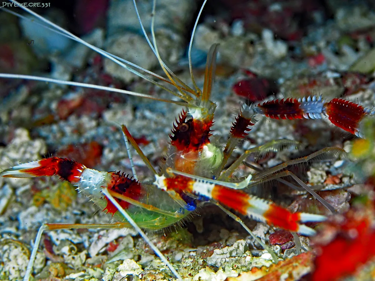 Banded Cleaner Shrimp