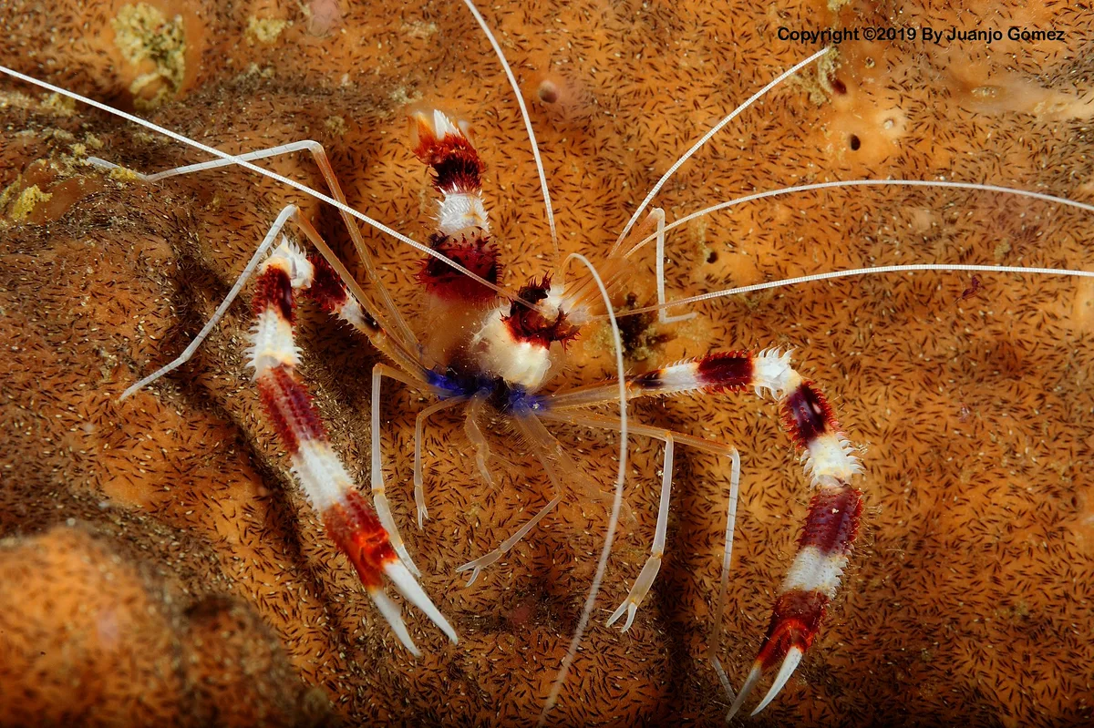 Stenopus hispidus