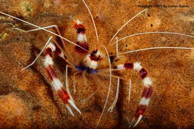 Stenopus hispidus