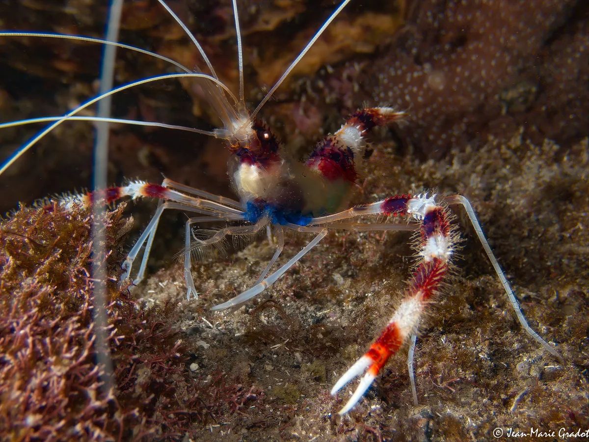 Stenopus hispidus