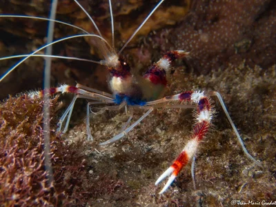 Stenopus hispidus