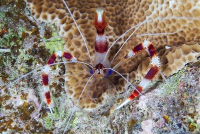 Stenopus hispidus