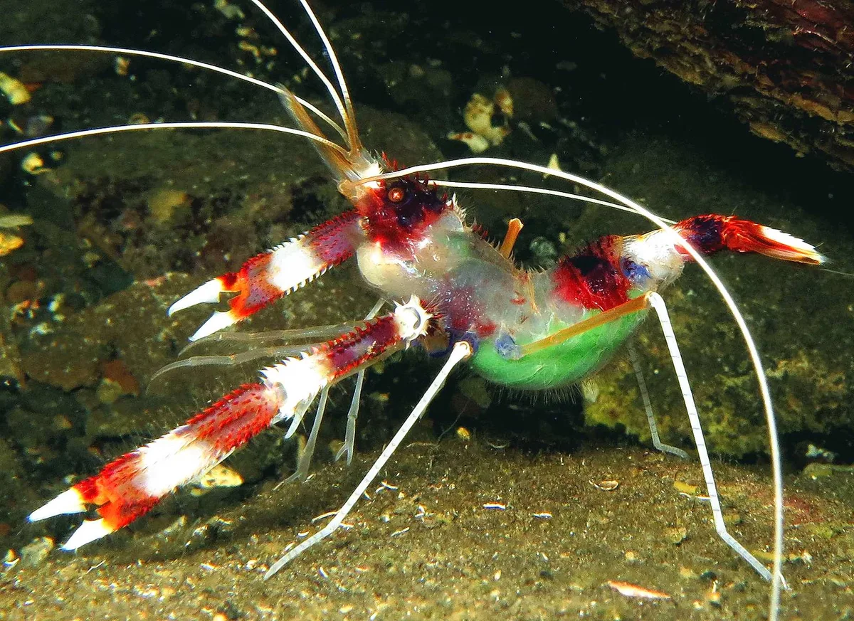 Stenopus hispidus (explored)