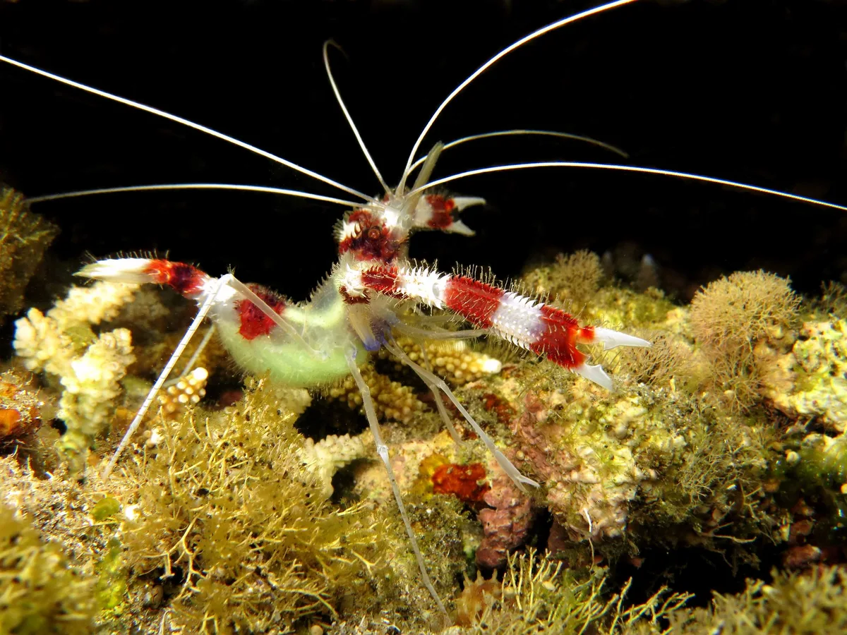 Stenopus hispidus