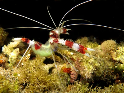 Stenopus hispidus