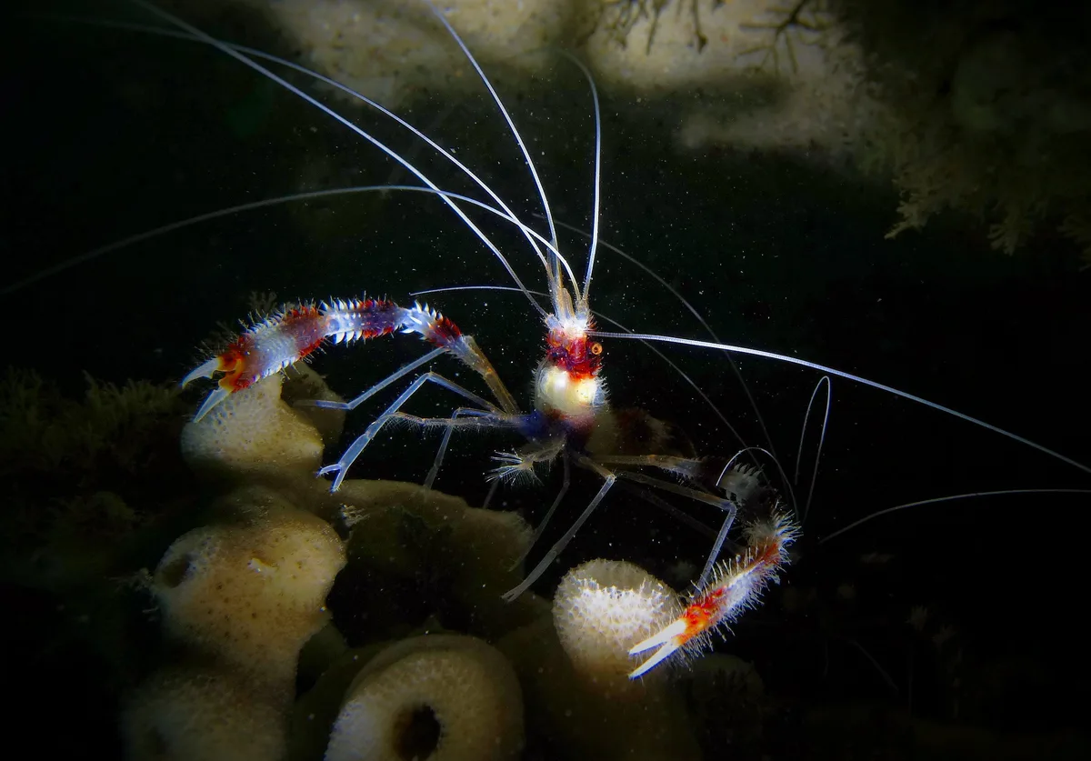 Banded Coral Shrimp - Halifax Park - Nelson Bay - 22nd June 2016.