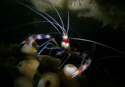 Banded Coral Shrimp - Halifax Park - Nelson Bay - 22nd June 2016.