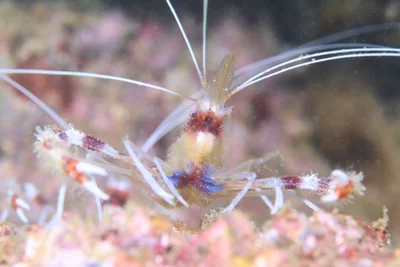 Banded Coral Shrimp - Aug 2021 - 2