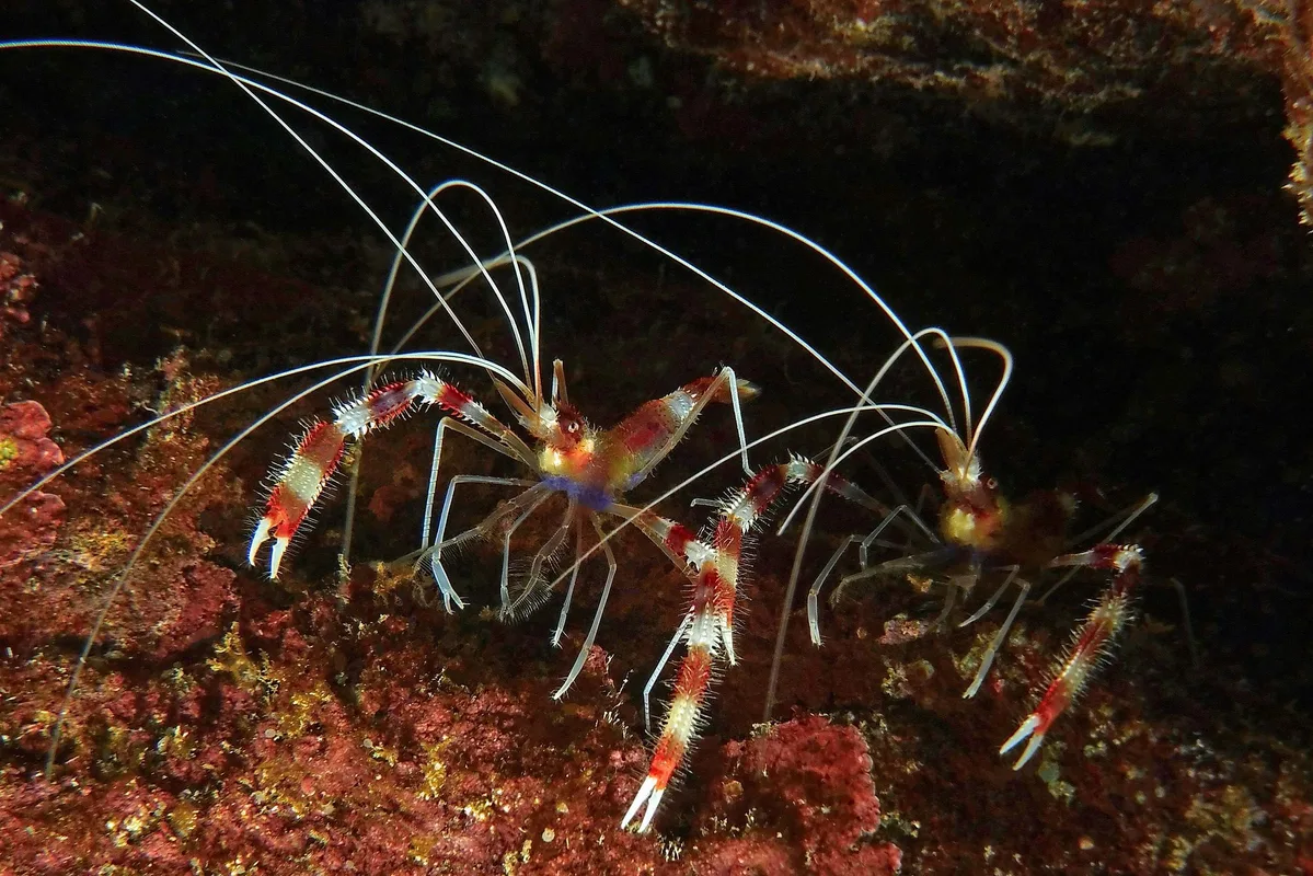 hairy little critters