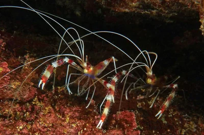 hairy little critters