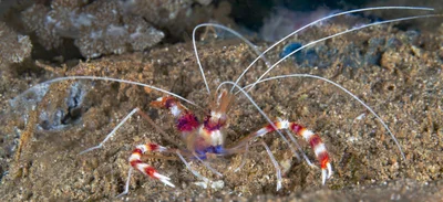 Banded Coral Shrimp - Stenopus hispidus