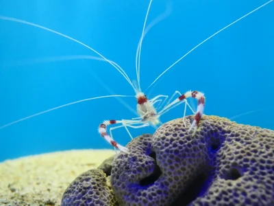 美人蝦 Stenopus hispidus