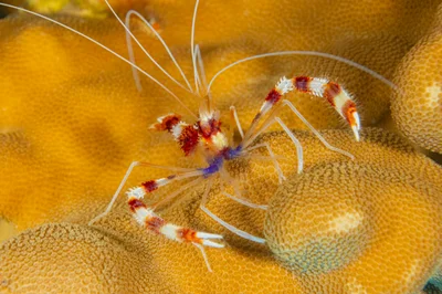 shrimp2Nov17-25
