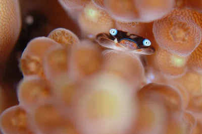 Tetralia cinctipes