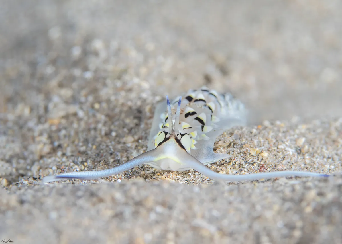 Cerberilla annulata