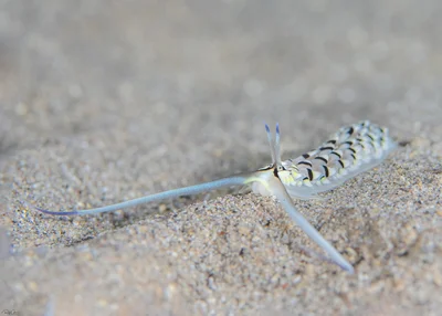 Cerberilla annulata