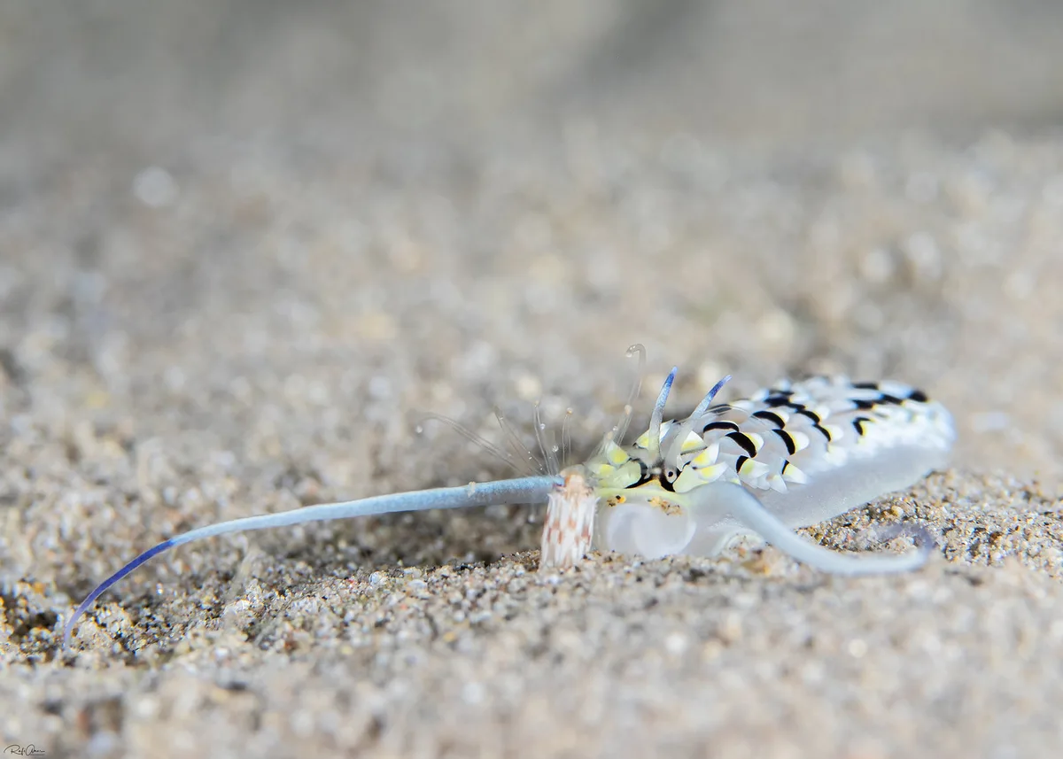 Cerberilla annulata