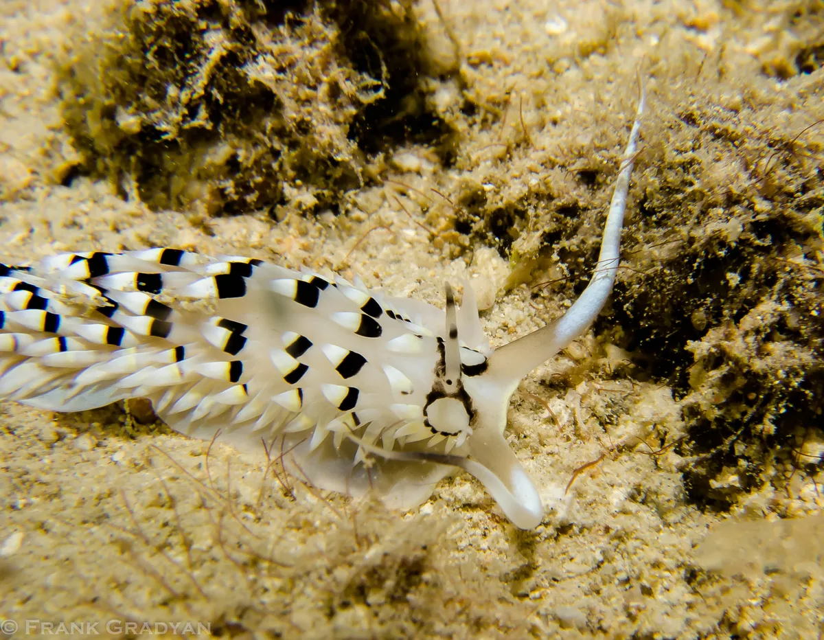Cerberilla annulata
