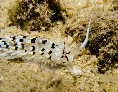 Cerberilla annulata