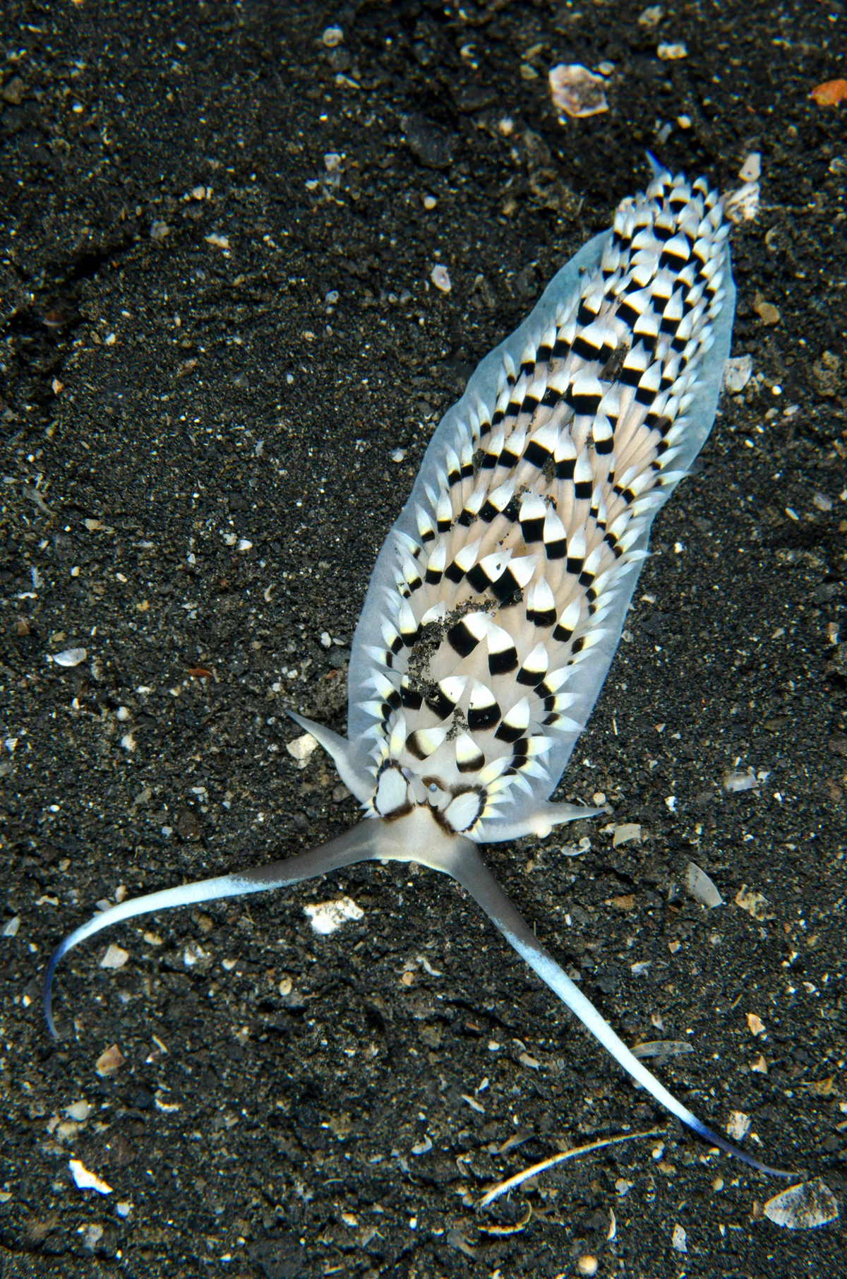 Cerberilla annulata - TK1, Lembeh Strait, Indonesia