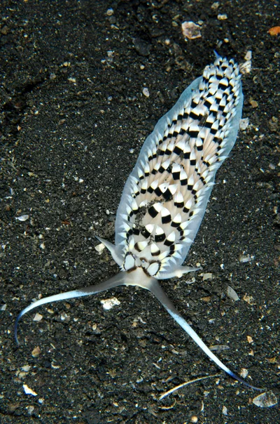 Cerberilla annulata - TK1, Lembeh Strait, Indonesia