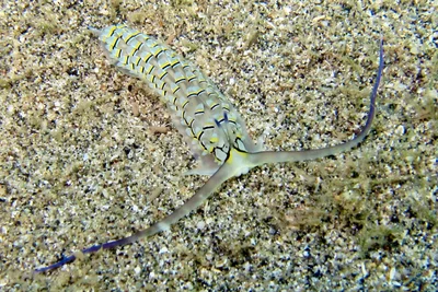Cerberilla annulata