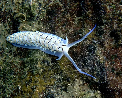 Cerberilla annulata - Ouémo, Nouméa, Nouvelle-Calédonie