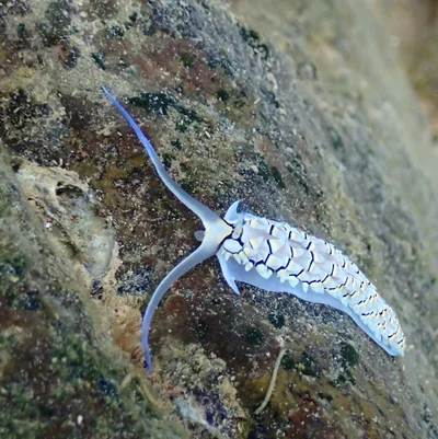 Cerberilla annulata - Ouémo, Nouméa, Nouvelle-Calédonie