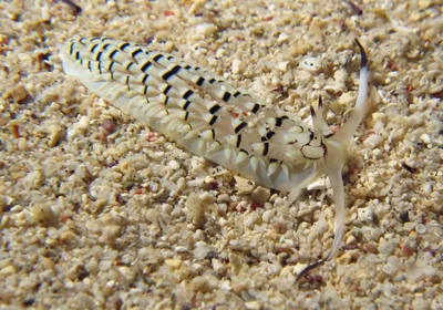 Cerberilla annulata - L'Ermitage-Les-Bains, La Réunion