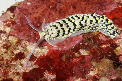 Cerberilla annulata - Puerto Galera, Oriental Mindoro, Philippines