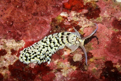 Cerberilla annulata - Puerto Galera, Oriental Mindoro, Philippines