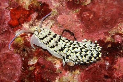 Cerberilla annulata - Puerto Galera, Oriental Mindoro, Philippines