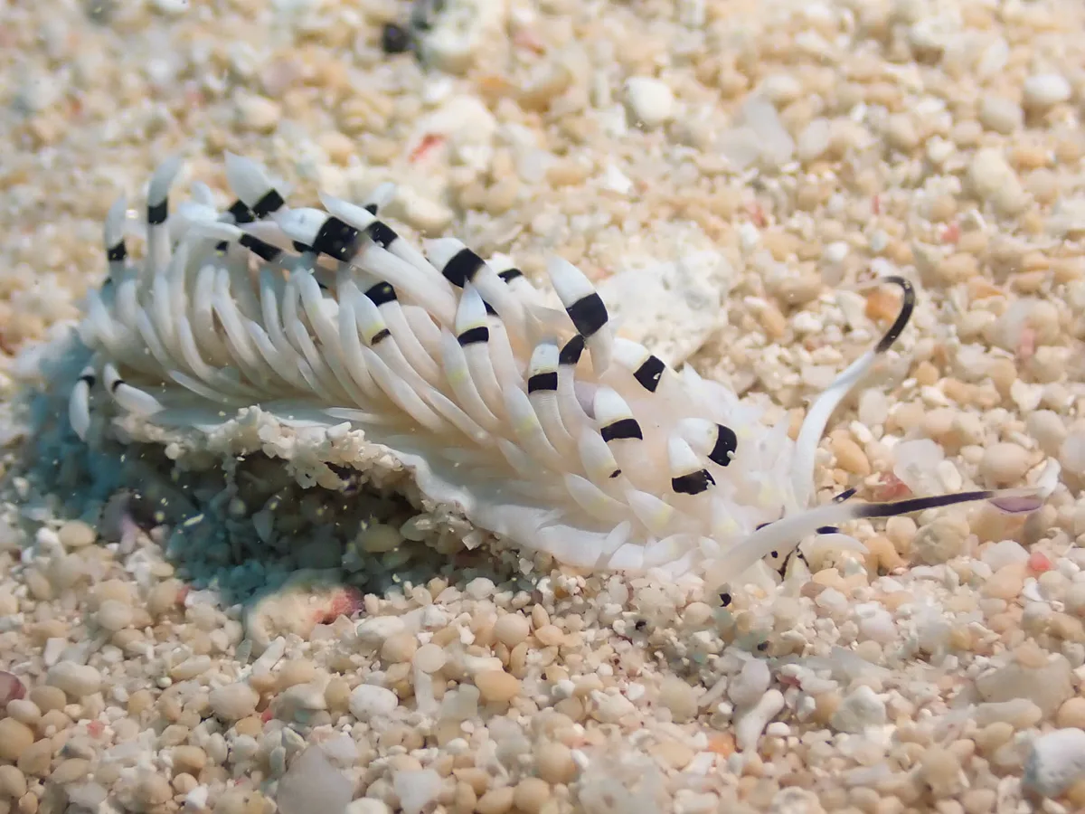 Cerberilla annulata - MAJ17, Majuro Atoll, RMI