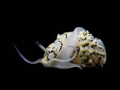 Cerberilla annulata - Jl. Raya Senggigi, Malaka, Kec. Pemenang, Kabupaten Lombok Utara, Nusa Tenggara Bar. 83352, Indonesia