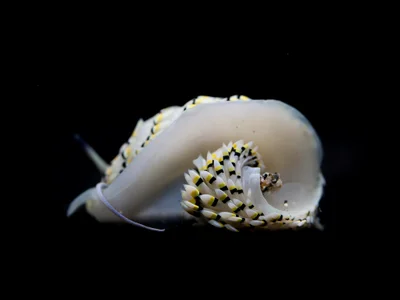Cerberilla annulata - Jl. Raya Senggigi, Malaka, Kec. Pemenang, Kabupaten Lombok Utara, Nusa Tenggara Bar. 83352, Indonesia