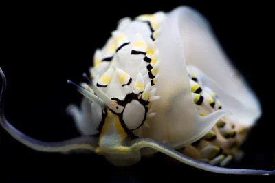 Cerberilla annulata - Jl. Raya Senggigi, Malaka, Kec. Pemenang, Kabupaten Lombok Utara, Nusa Tenggara Bar. 83352, Indonesia