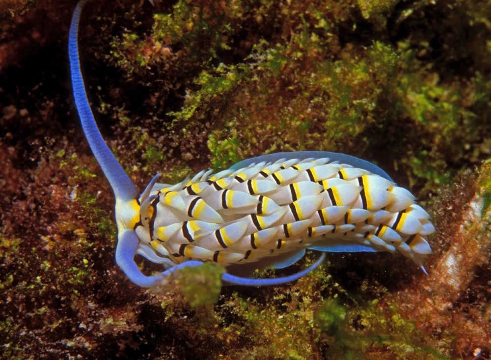 Cerberilla annulata - Kwajalein Atoll, RMI