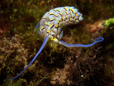 Cerberilla annulata - Kwajalein Atoll, RMI