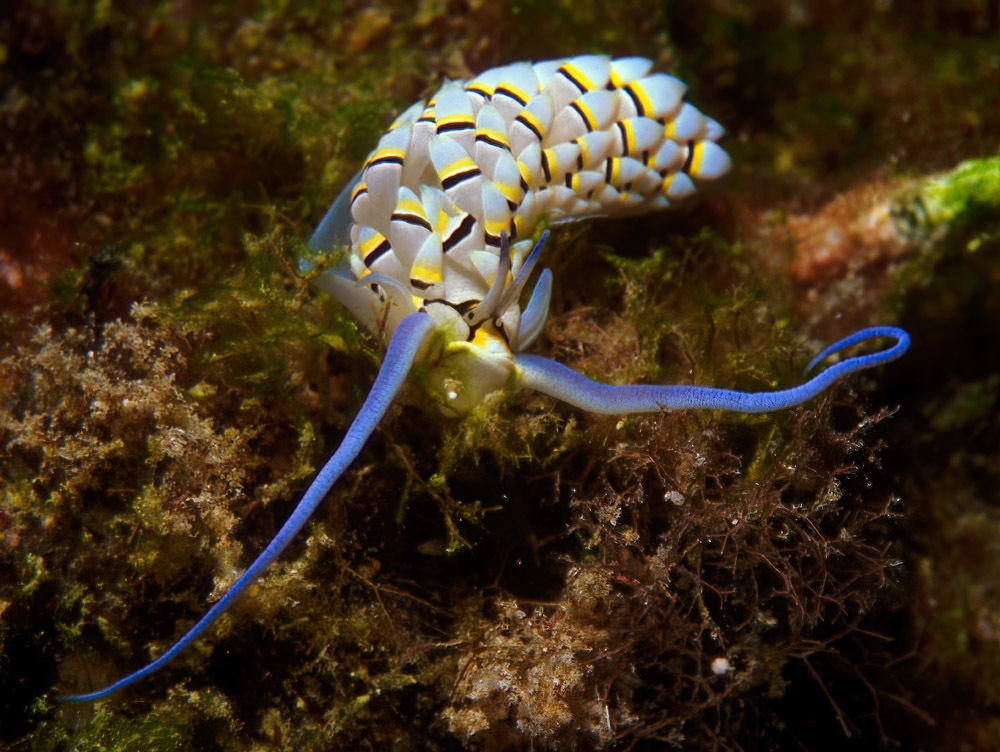 Cerberilla annulata - Kwajalein Atoll, RMI