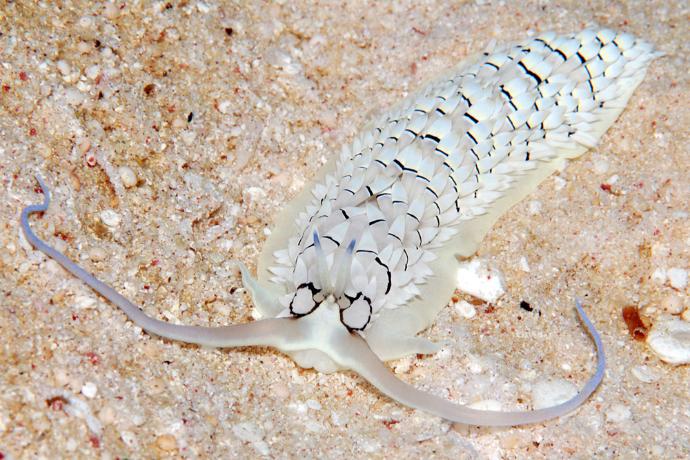 Cerberilla annulata - Kwajalein Atoll, RMI