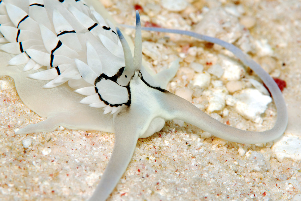 Cerberilla annulata - Kwajalein Atoll, RMI